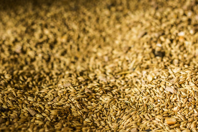 Grain in the hopper, ready to be milled.